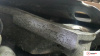 Контрактный двигатель BSE на Seat Leon 2 2005-2009 1.6 л (AVU) — купить, цена 106400 руб.