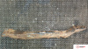 Балка под КПП Nissan Primera P12 2002-2007, артикул 7570689 QG18DE на Nissan Primera P12 2002-2007  1.8 л