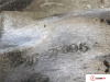 МКПП 5 ст. Ford Transit (Tourneo) Connect 2002-2013, артикул 8202689 R2PA на Ford Transit (Tourneo) Connect 2002-2013  1.8 л — купить, цена 22800 руб.